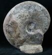 Gorgeous Polished Ammonite Fossil #13937-3